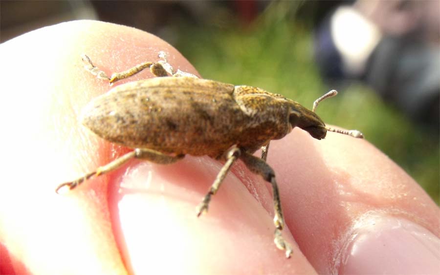 Curculionidae maremmano da ID